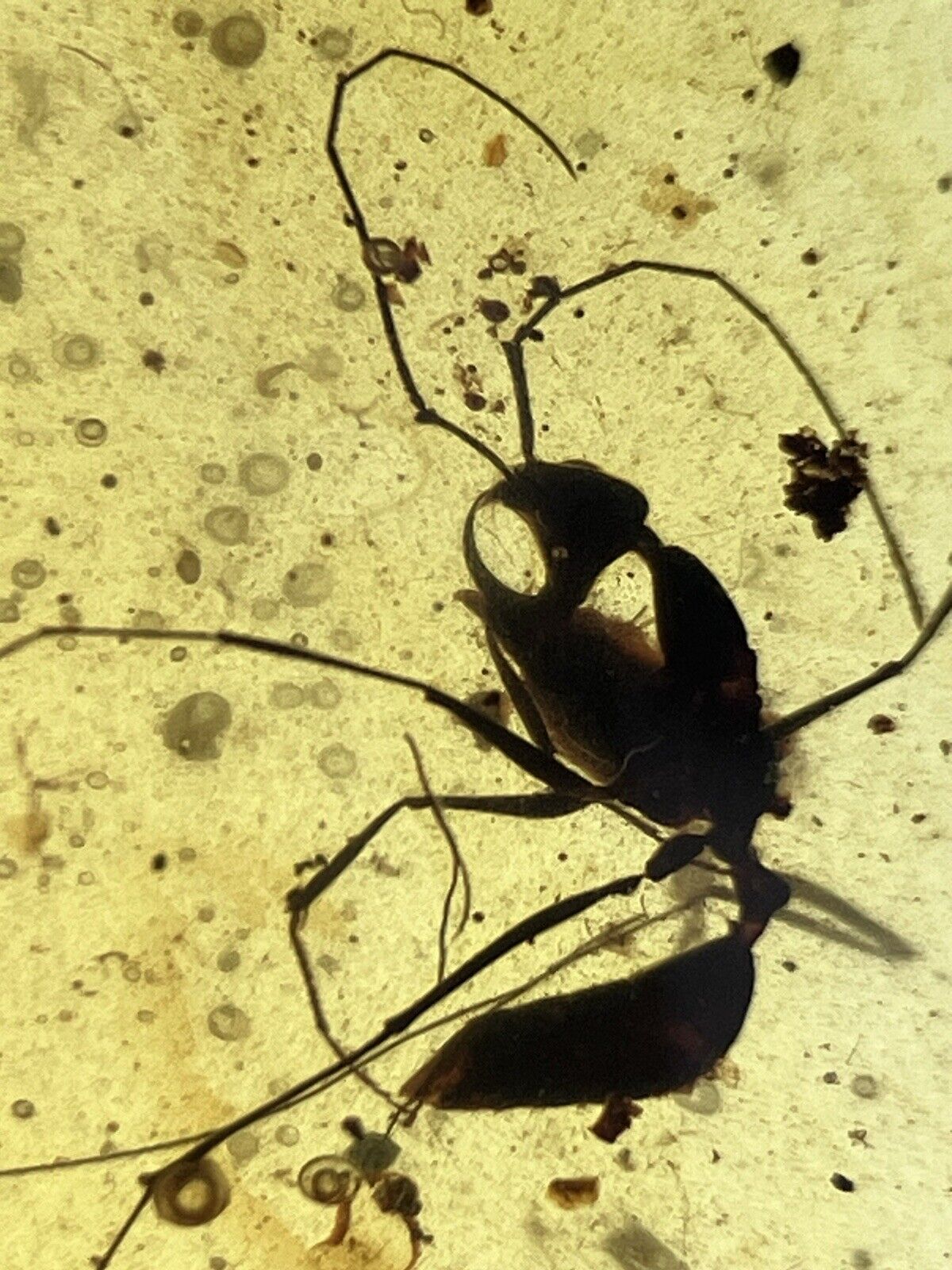 Extremely Rare Haidomyrmex, Big Extinct Ant, Genuine Burmite Amber 98myo