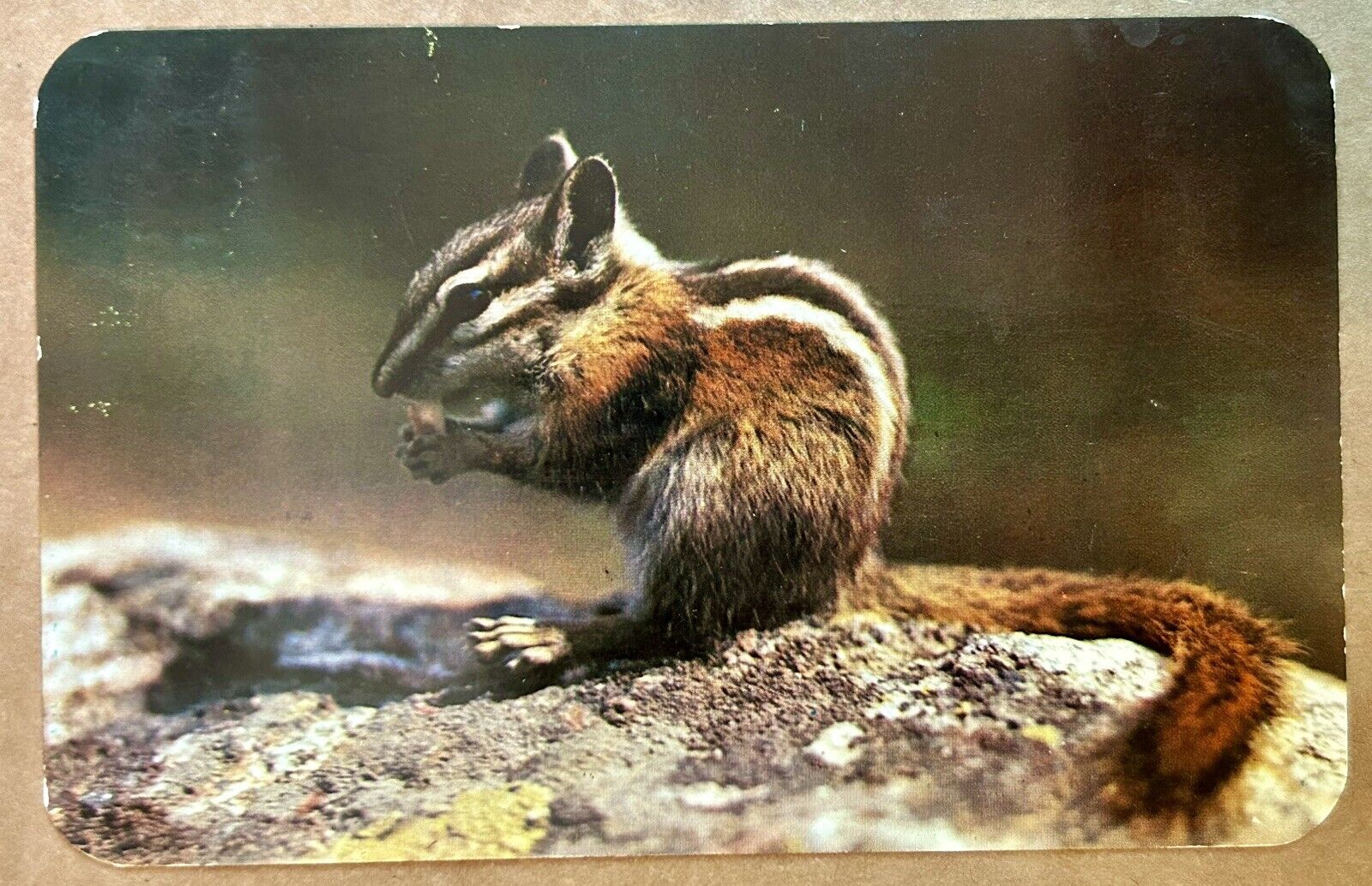 Vintage Chipmunk Postcard. 1955 Colorado Postmark.