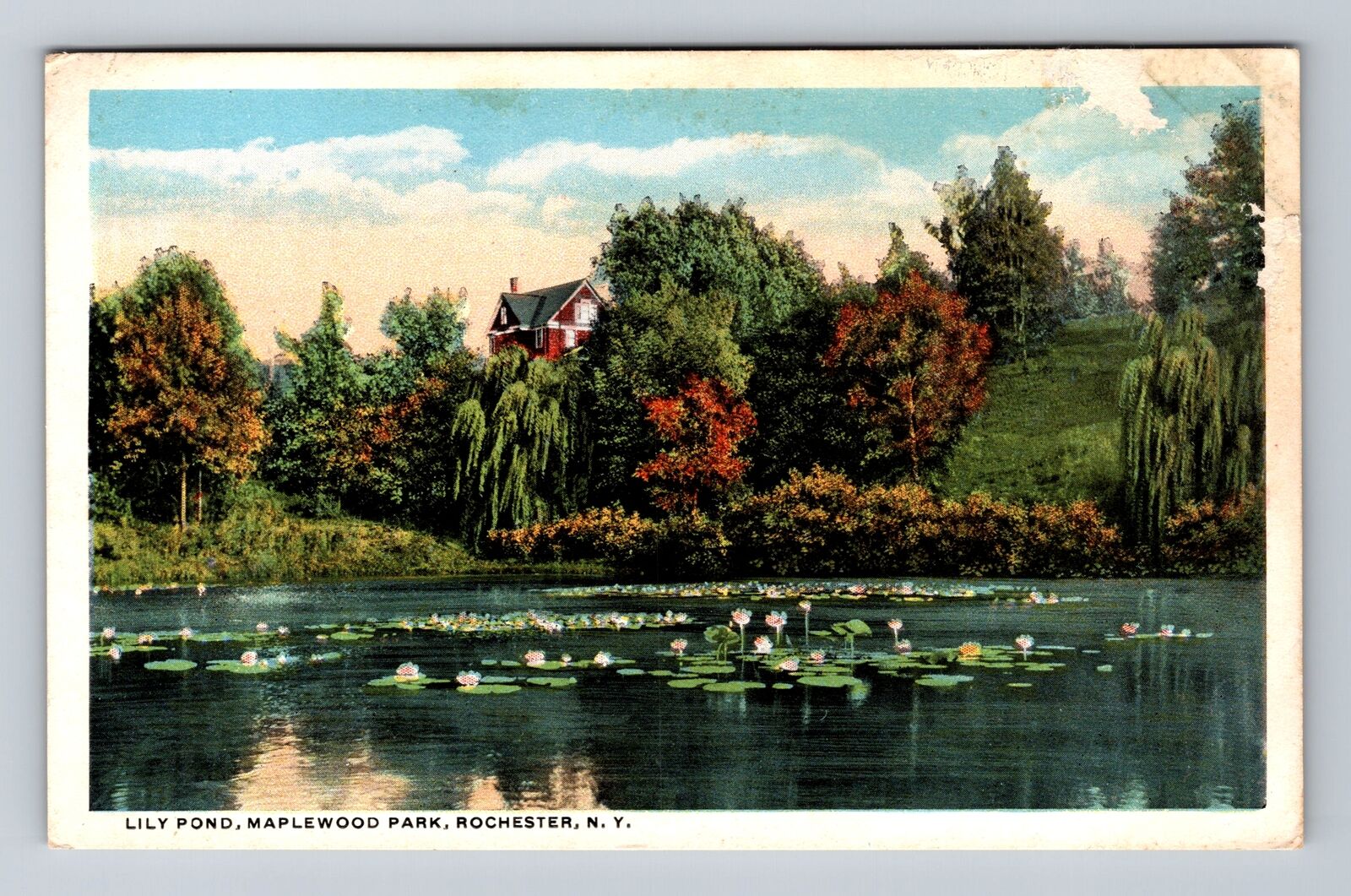 Rochester NY-New York, Maplewood Park, Lily Pond, Souvenir Vintage Postcard