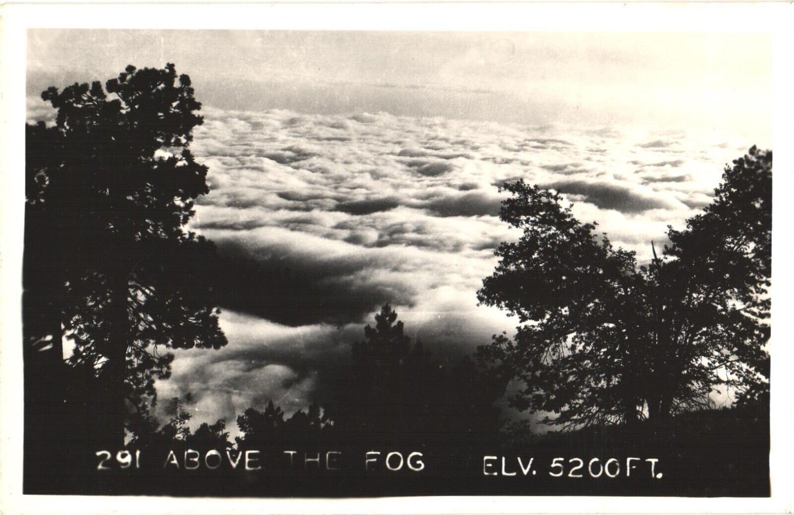 Breath-taking Photograph Above The Fog, Elevation 5200 FT Postcard