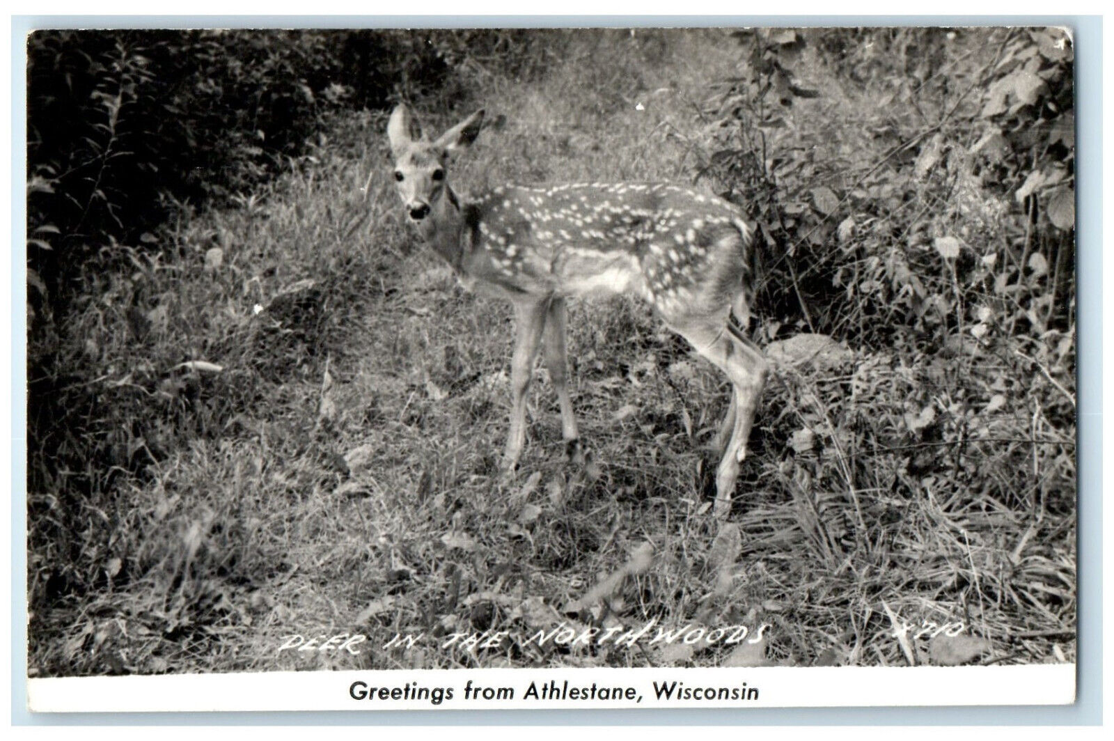 c1950's Deer in the Northwoods Greetings from Athlestane WI Vintage Postcard