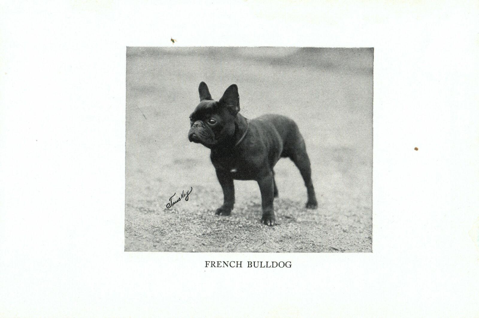 1947 Complete Dog - Keeshond on one side and French Bulldog on one side