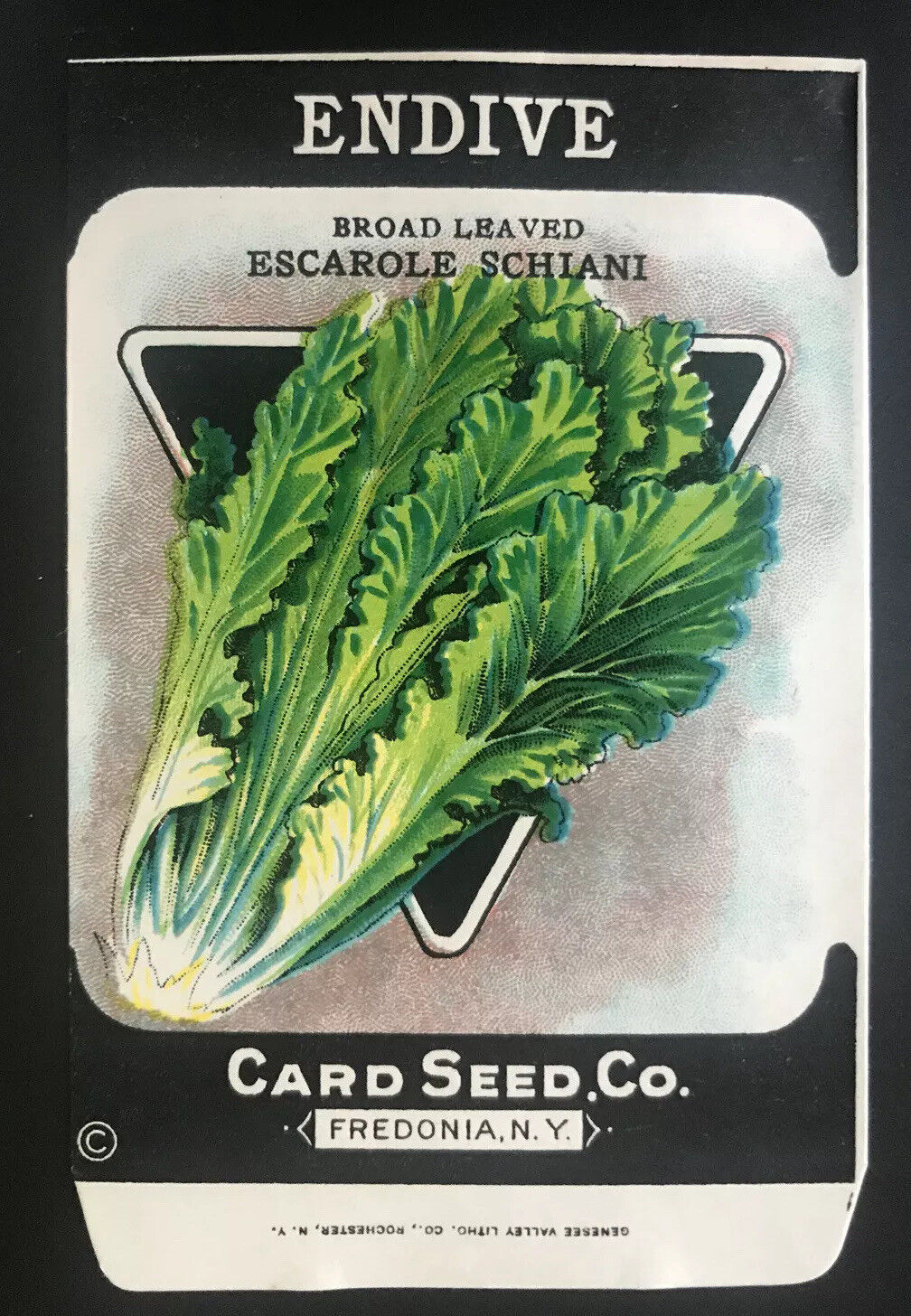 1920s Litho Antique Vintage Card Seed Co. Packet Pack Endive broad Leaved Unused