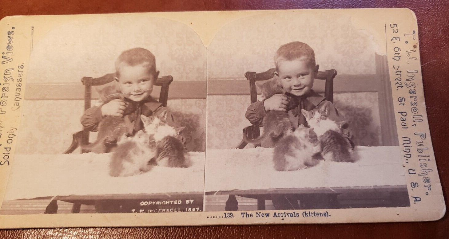 Stereogram Stereoview Little Boy Kittens Kitty Cat 1897 Ingersoll