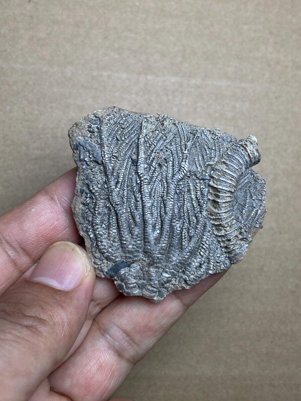 24g Triassic Natural crinoid specimen Geologic rock