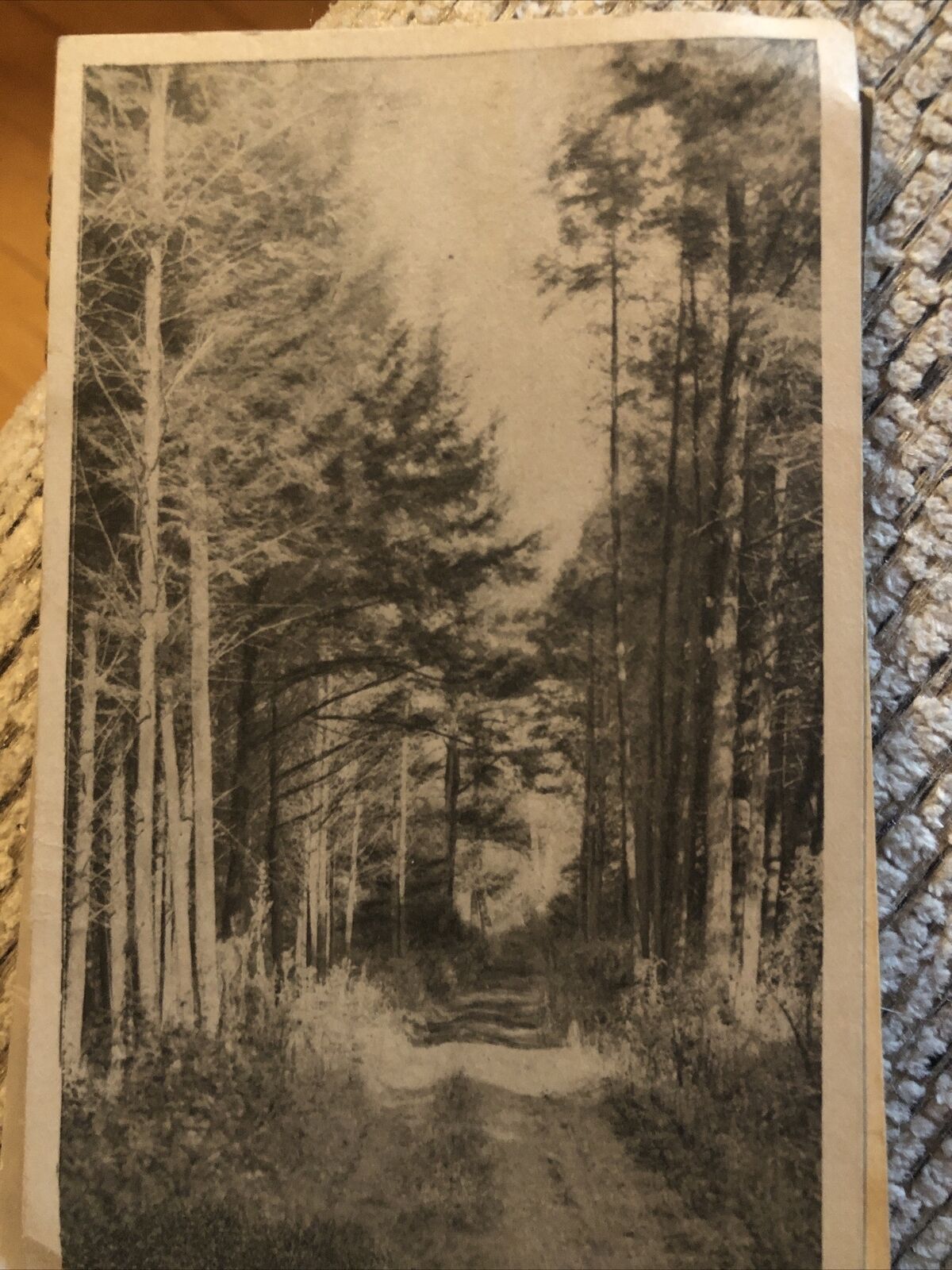 c1910s The Road Through Forest RPPC Photo Postcard Antique Vintage