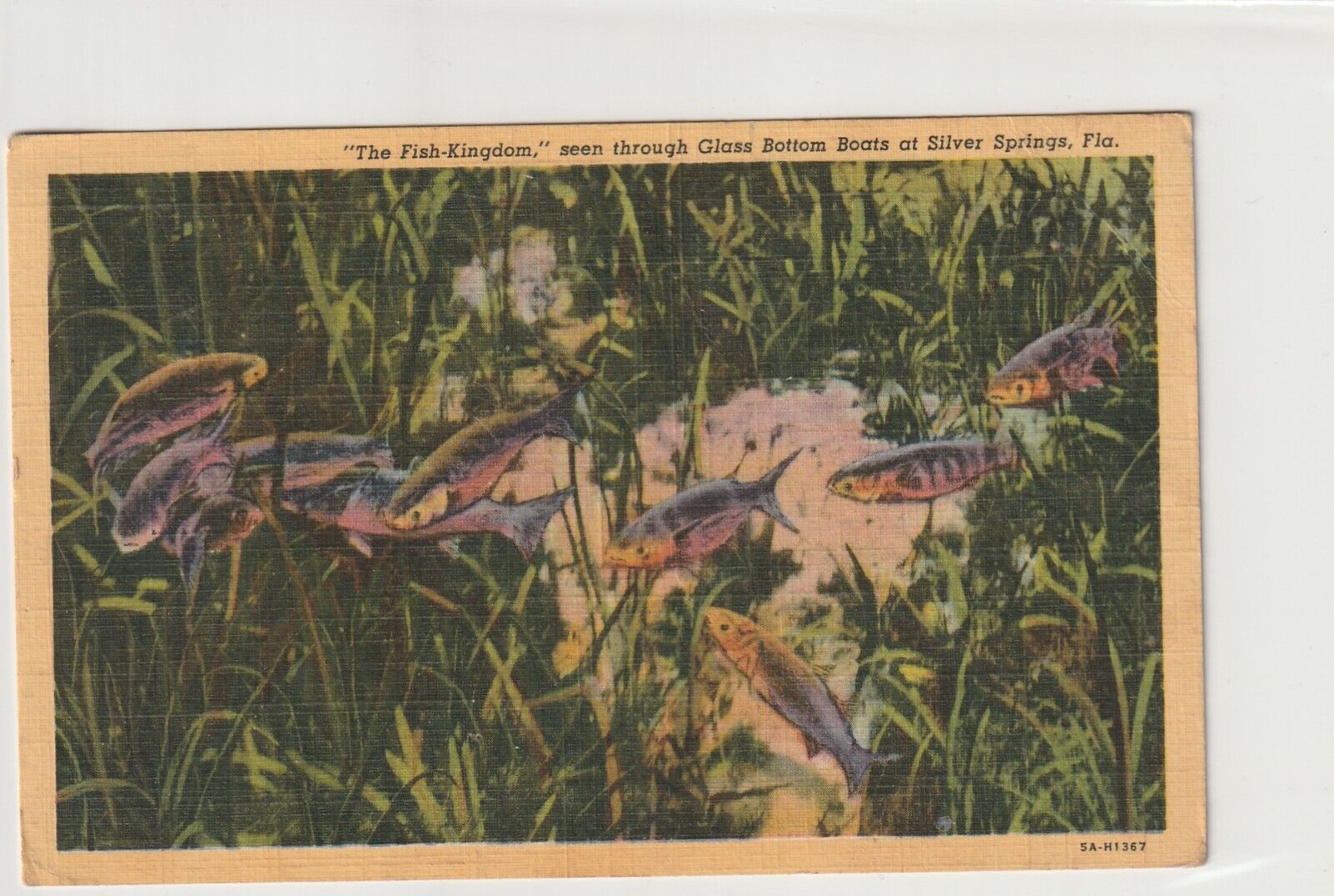 Vintage Postcard 1950 The Fish Kingdom Silver Springs Florida