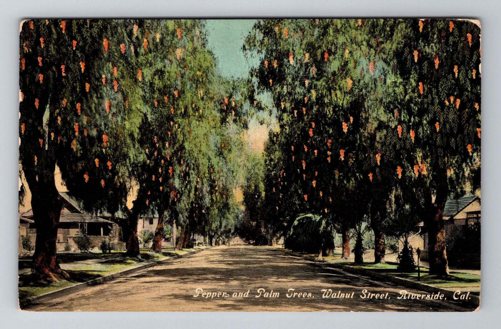 Riverside CA-California, Pepper & Palm Trees, Walnut Street, Vintage Postcard
