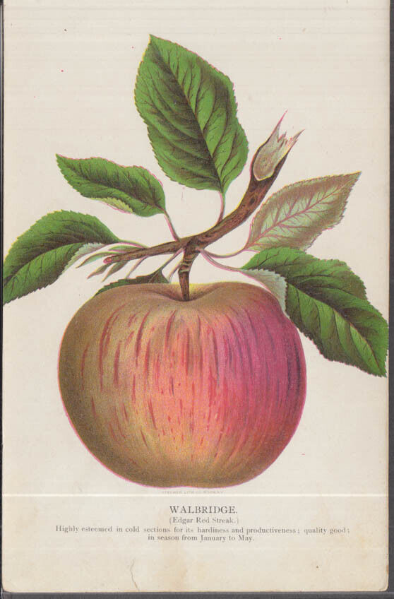 Stecher chromolithograph fruit plate 1880s: Walbridge Edgar Red Streak Apple