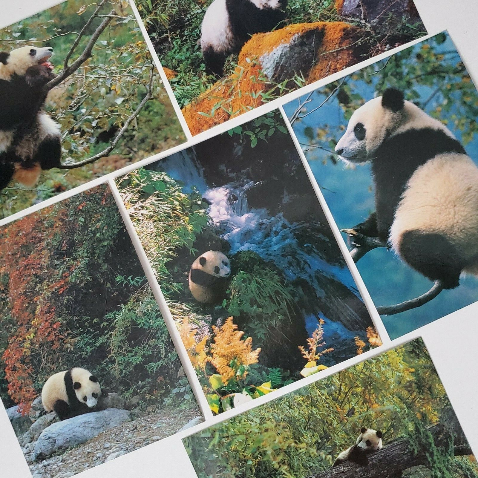 POSTCARDS China\'s Giant Pandas Lot 6 Unsent Waterfall Fall Leaves Climbing Tree