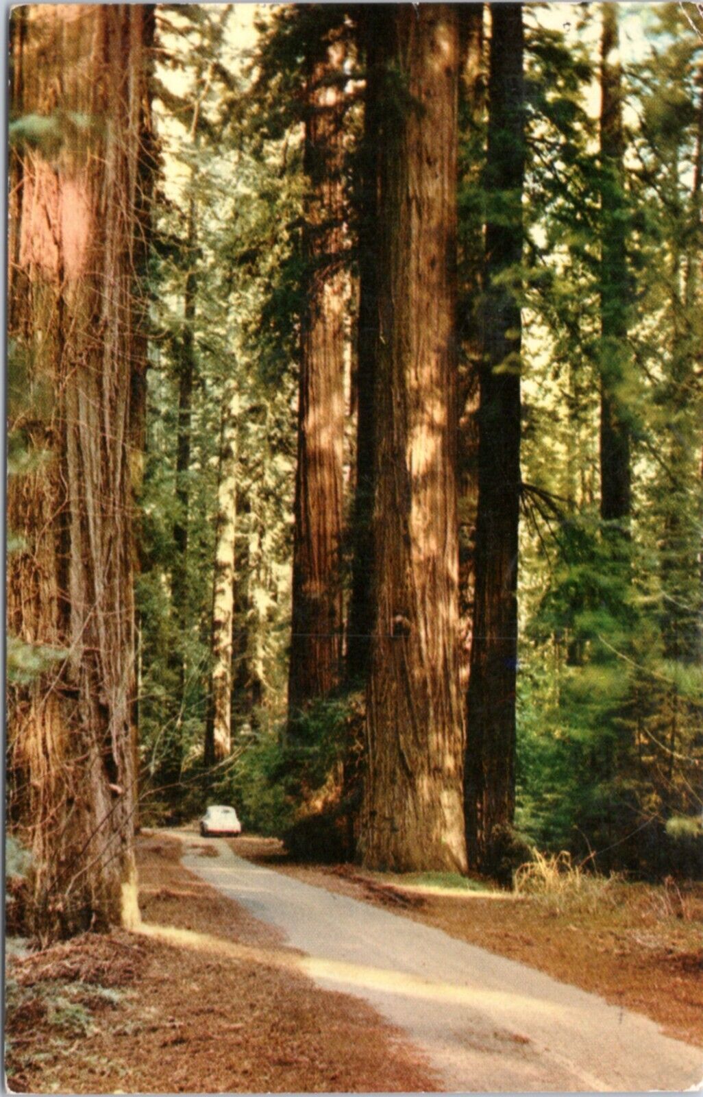 Postcard CA - Car driving through California Redwoods