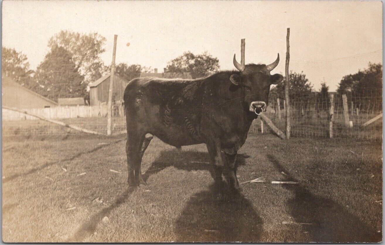 c1910s RPPC Real Photo Postcard FARM SCENE Bull with Nose Ring / Barn View