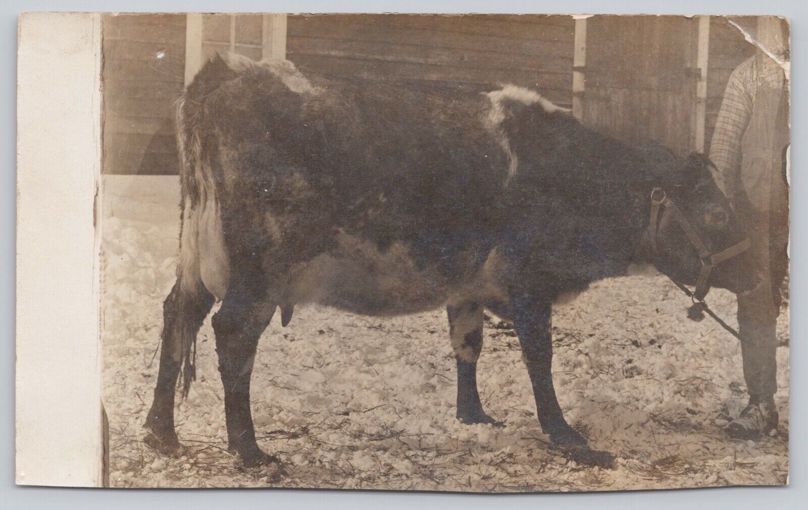 c1904 Very Old RPPC - AZO Stamp Box - Man With Milk Cow - B2