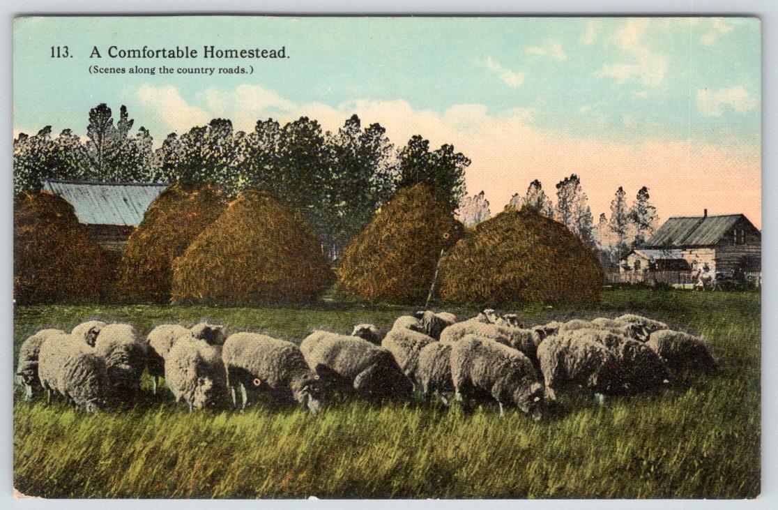 1920\'s SHEEP IN FIELD A COMFORTABLE HOMESTEAD ANTIQUE POSTCARD