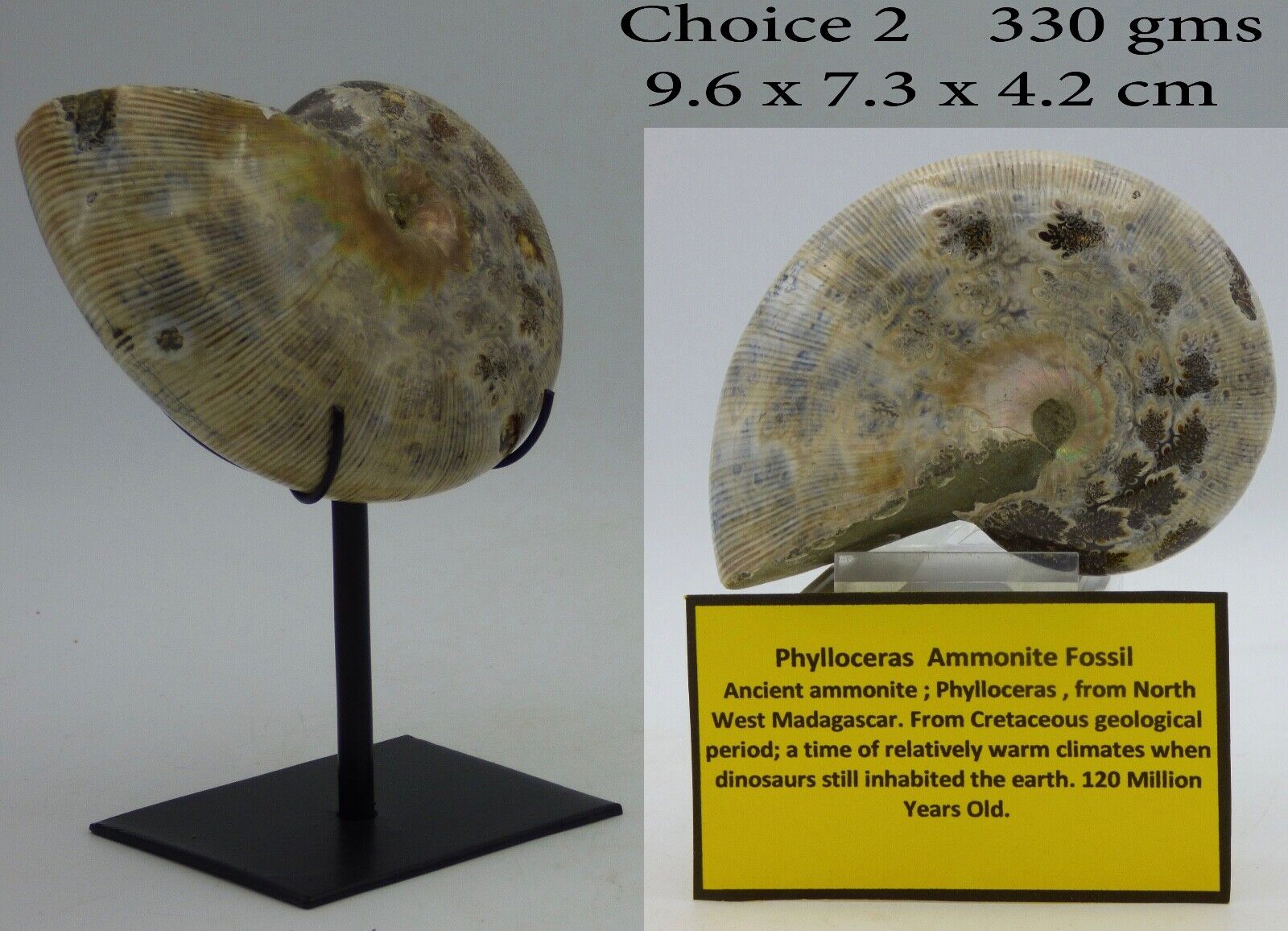 Cretaceous Phylloceras Ammonite Fossil on  Steel Display Stand 188 to 700 gm
