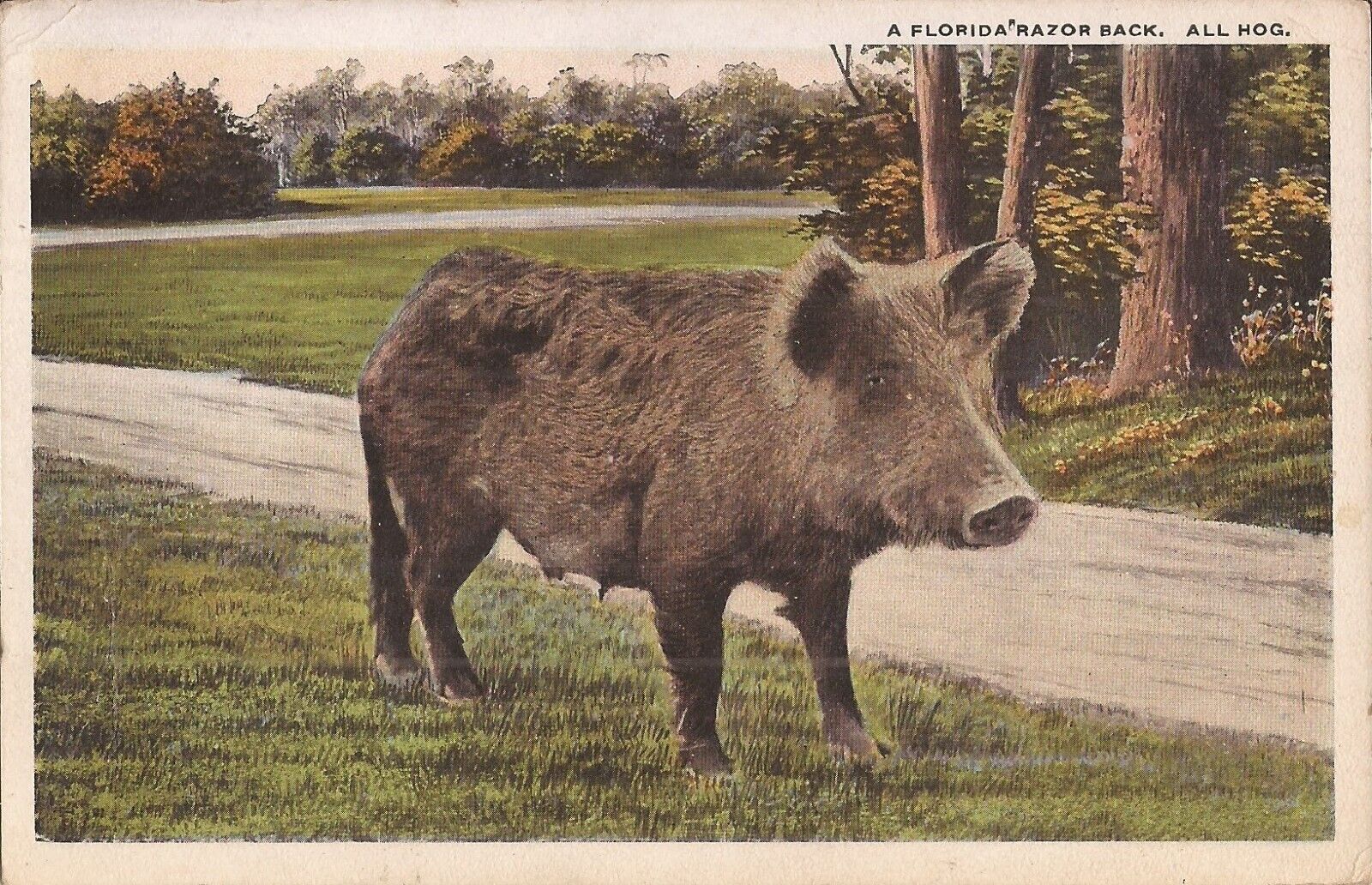 Florida Razor Back Hog - 1918