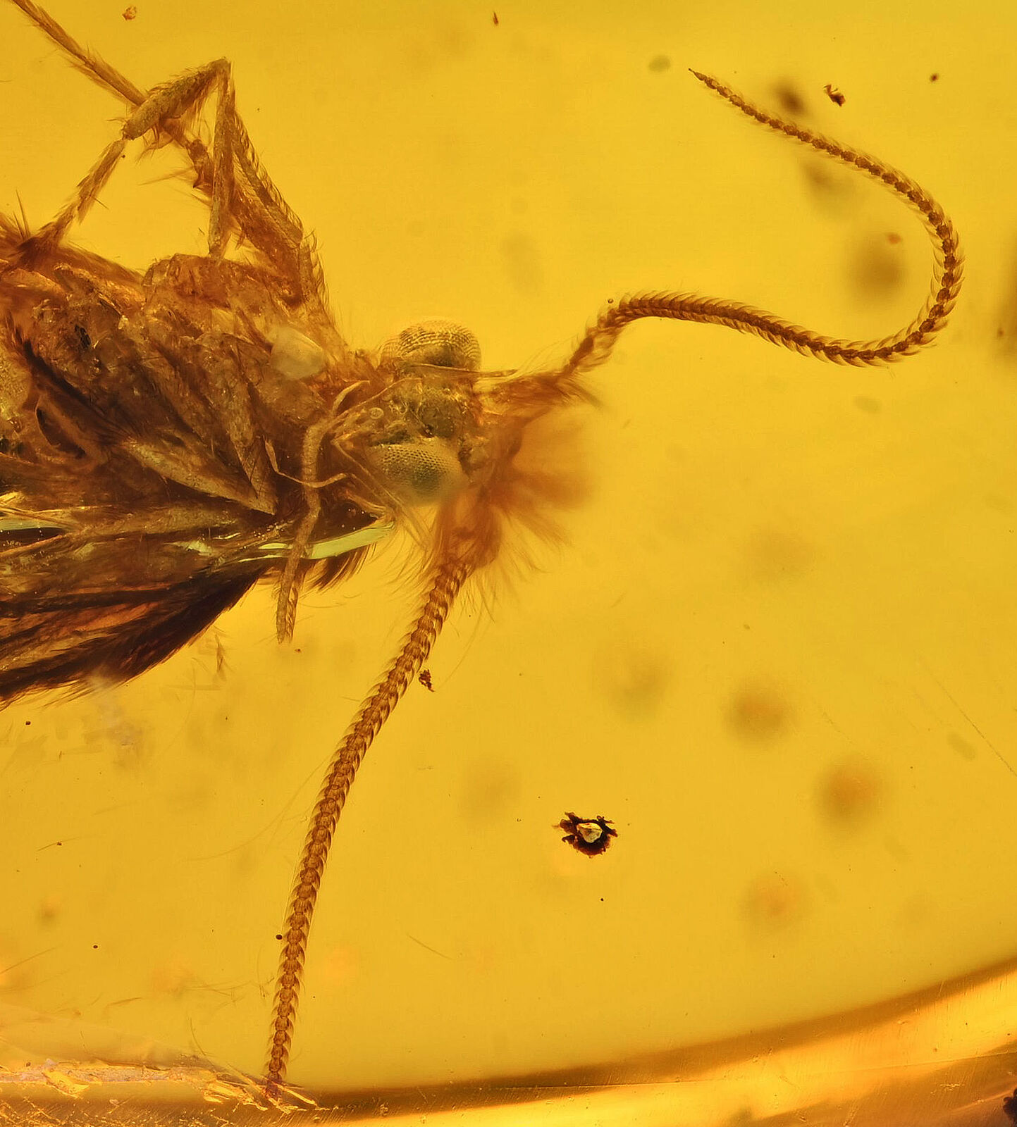 Detailed Trichoptera (Caddisfly), Fossil inclusion in Burmese Amber