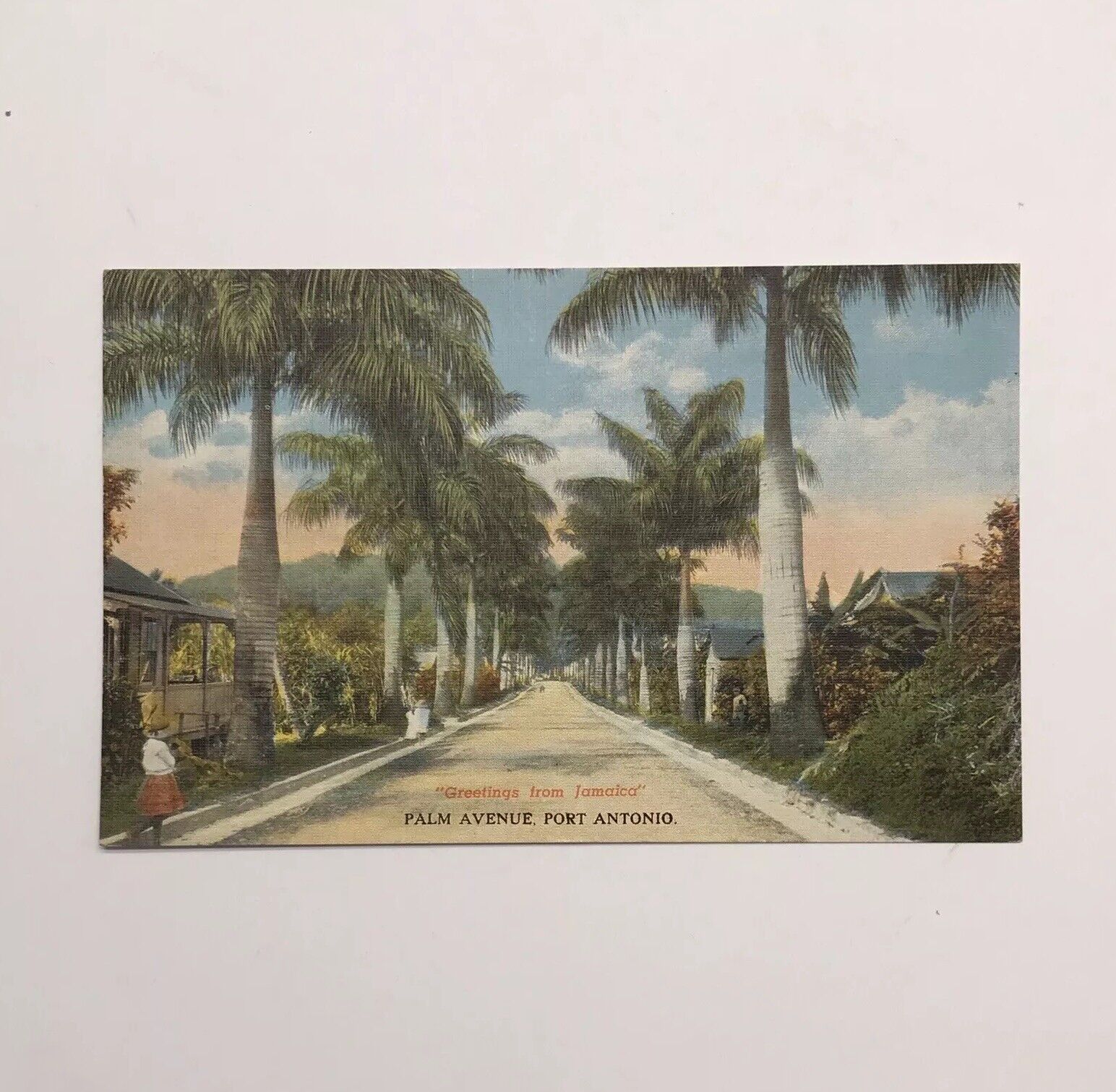 Palm Avenue Port Antonio Postcard Greetings From Jamaica