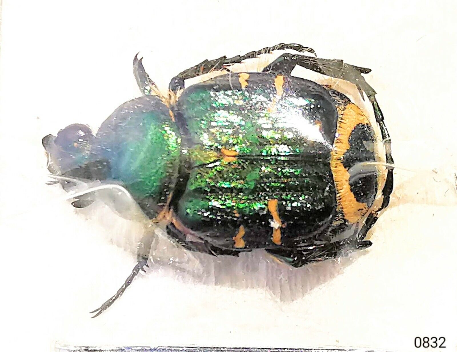 Scarabaeidae Trichinae Trichiotinus lunulatus 8-10mm A1 USA - GREEN FORM - #0832