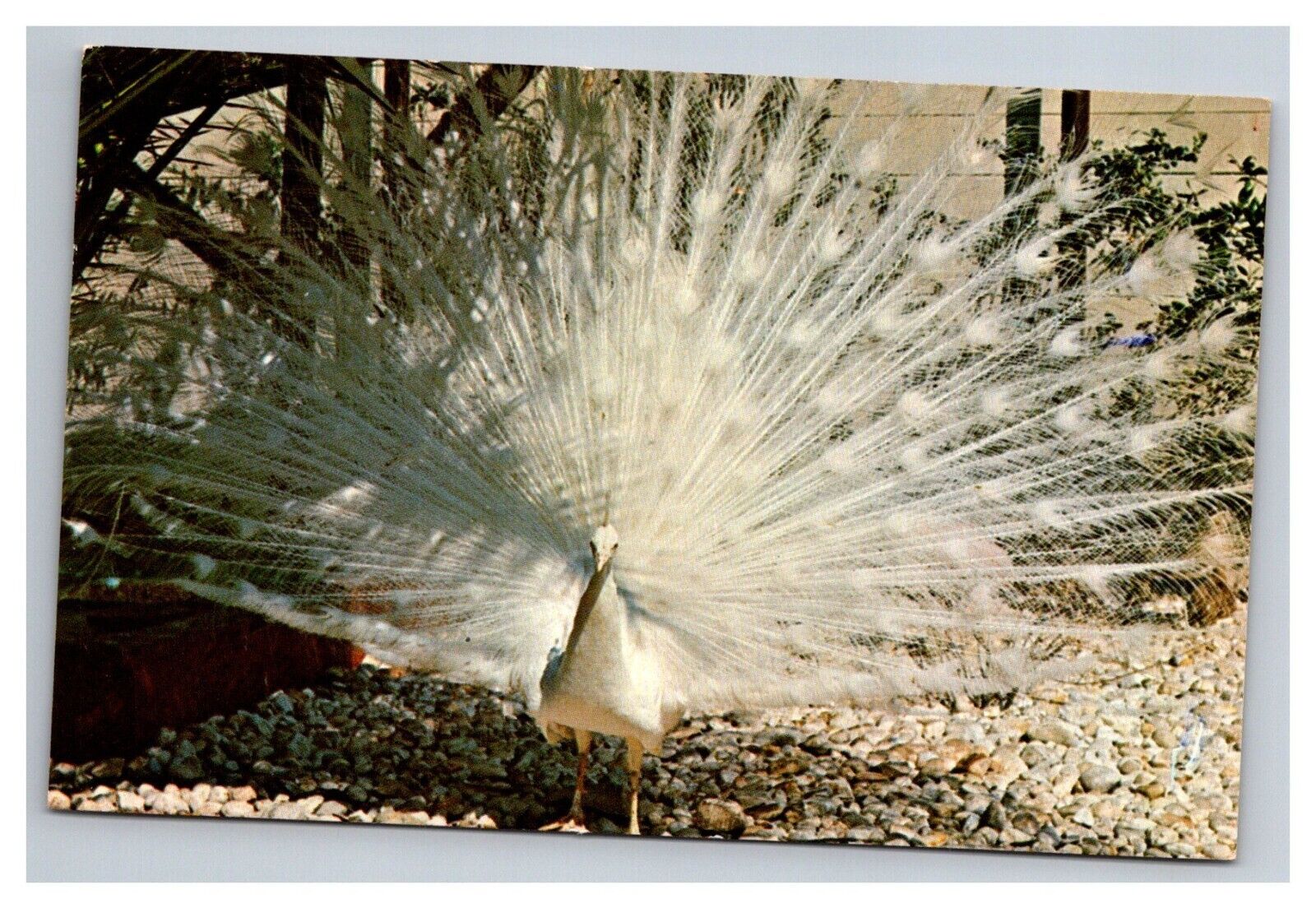 Postcard Florida Sunken Gardens White Peacock