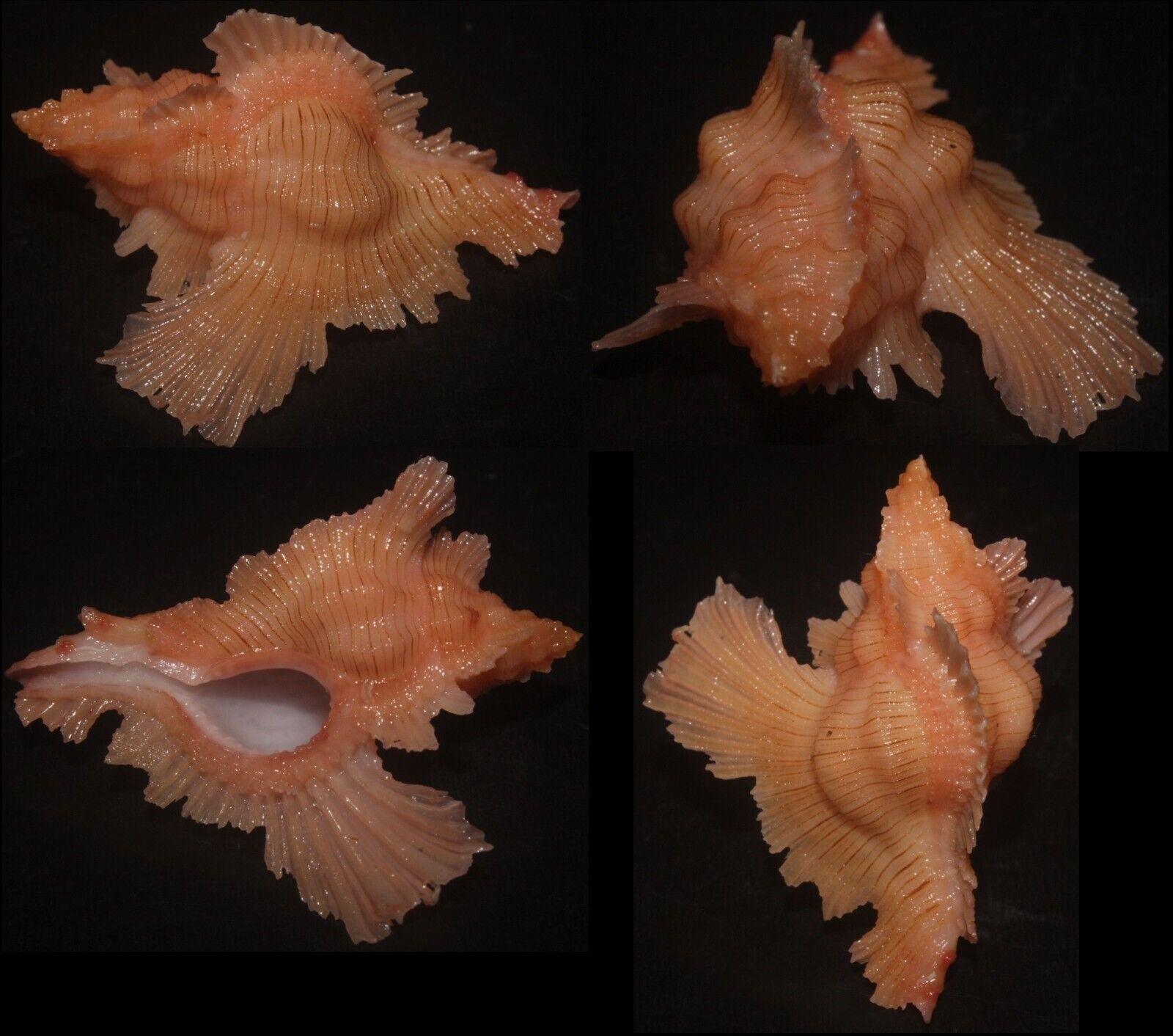 Tonyshells Seashells Pterynotus loebbeckei RARE 41mm F++, superb live taken