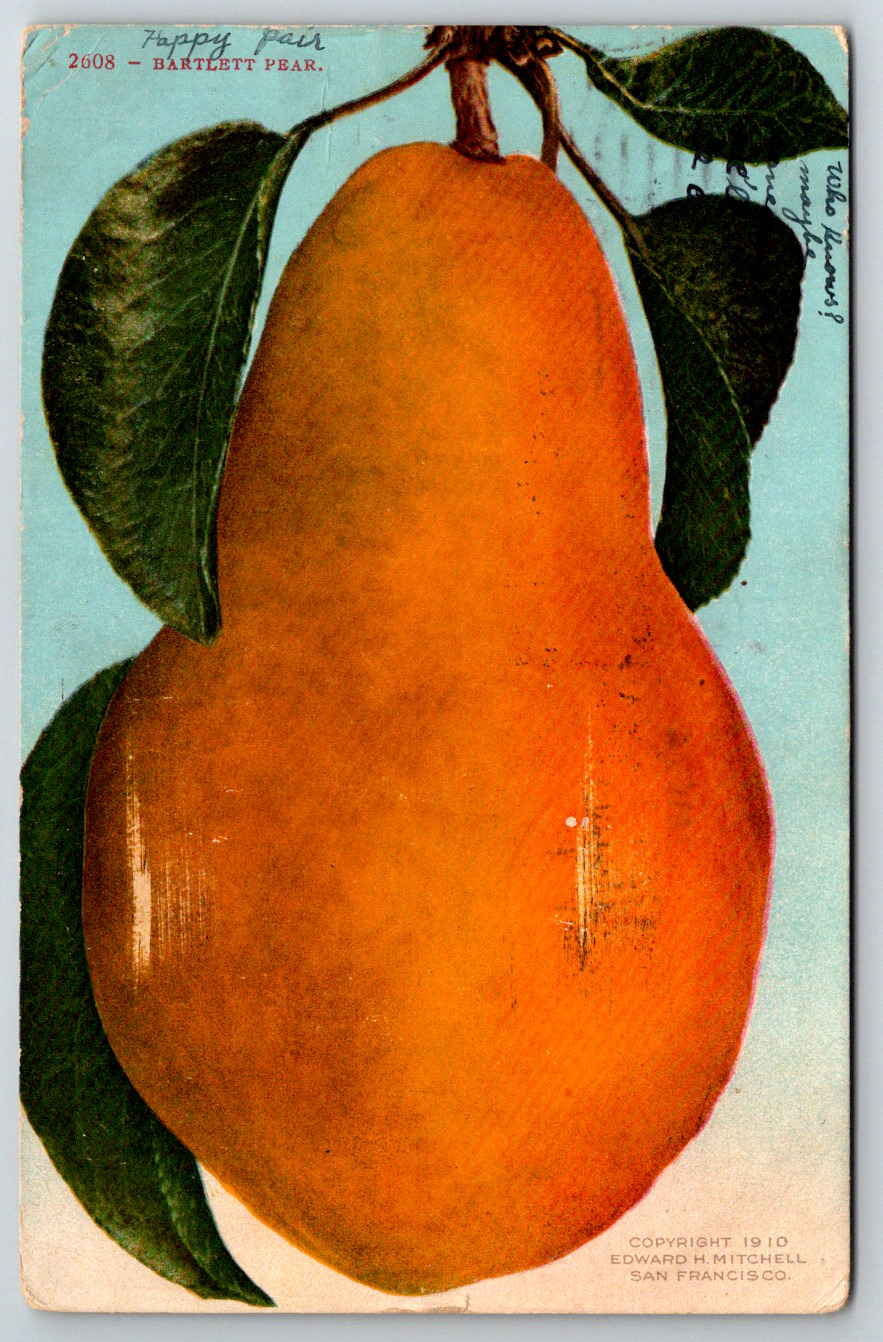 c1910s Bartlett Pear Antique Postcard