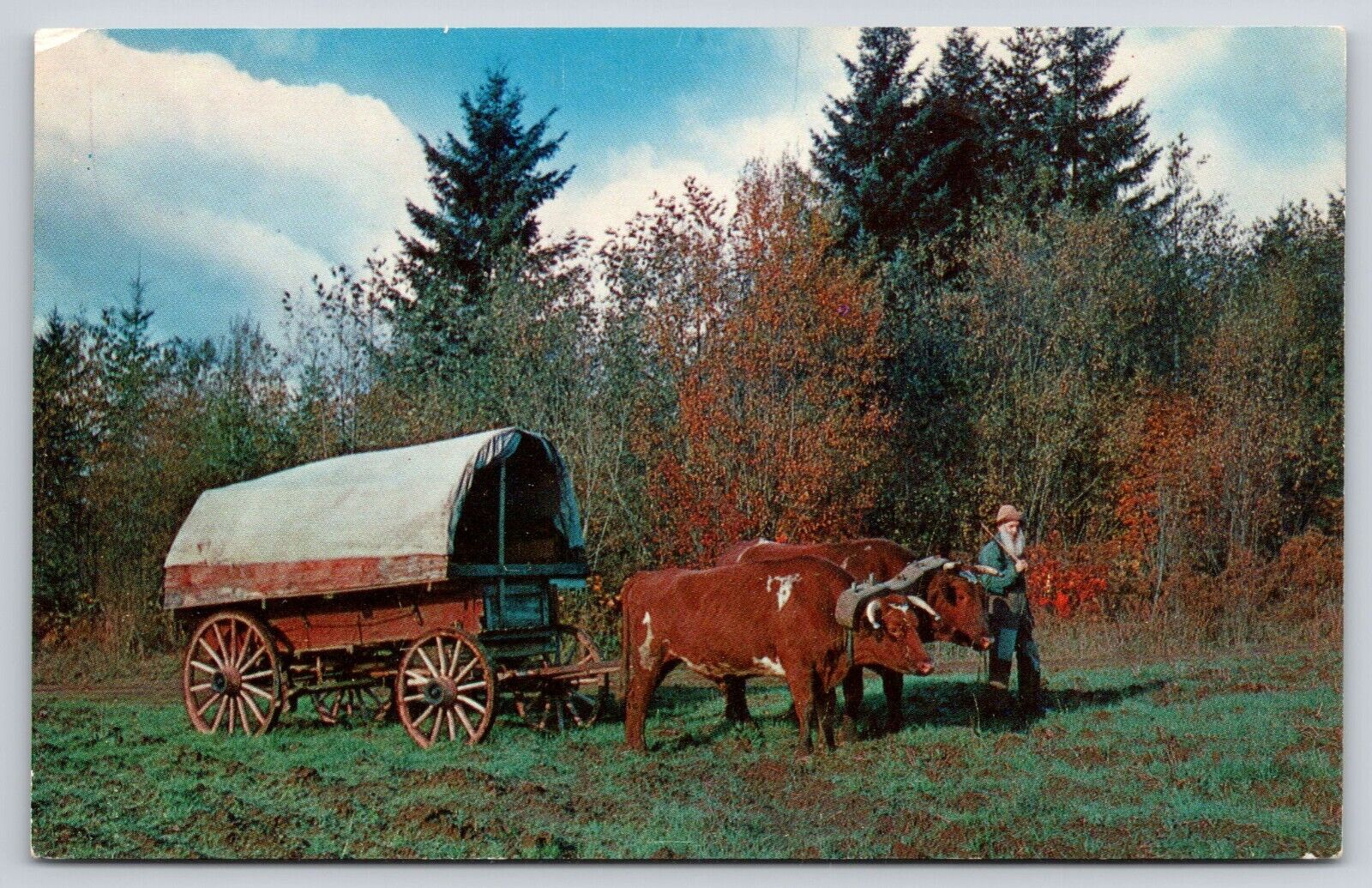 Blazing the Oregon Trail Postcard Covered Wagon and Ox Team Old Bearded Man