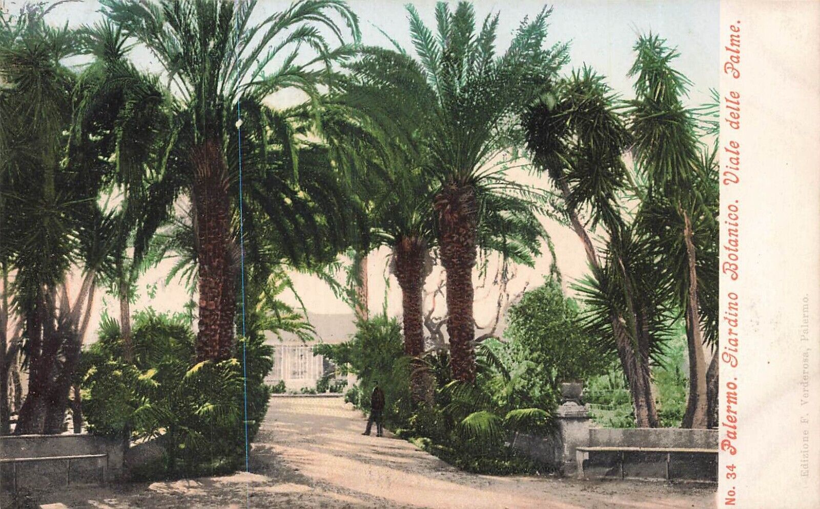 PALERMO SICILY ITALY~Giardino Botanico-Viale delle Palme~1900s POSTCARD