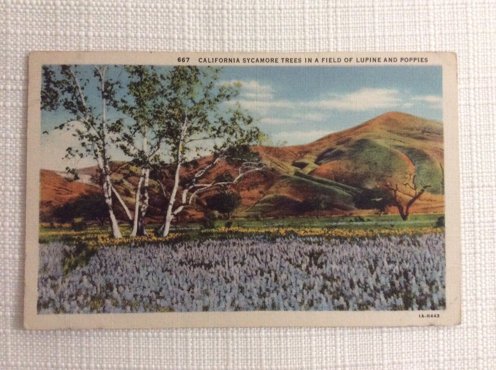 Vintage California Sycamore Trees In A Field Of Lupine and Poppies -667unposted
