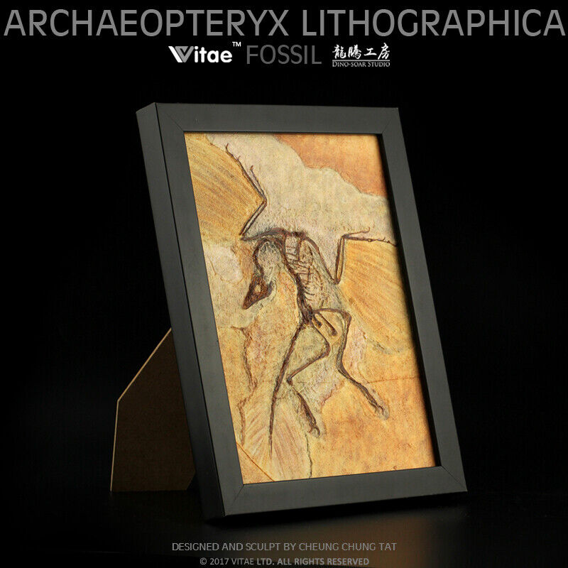 Archaeopteryx lithographica Fossil Dinosaur Photo Frame Model Display Vitae