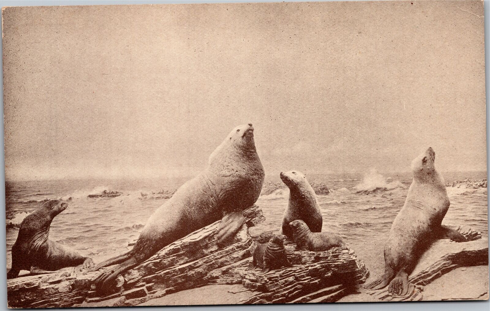 Postcard Animal Steller\'s Sea Lion Group