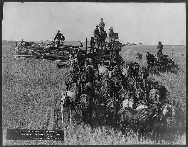 Combined Harvester & Thrasher,Sherman County,Oregon,OR,1903,team of horses