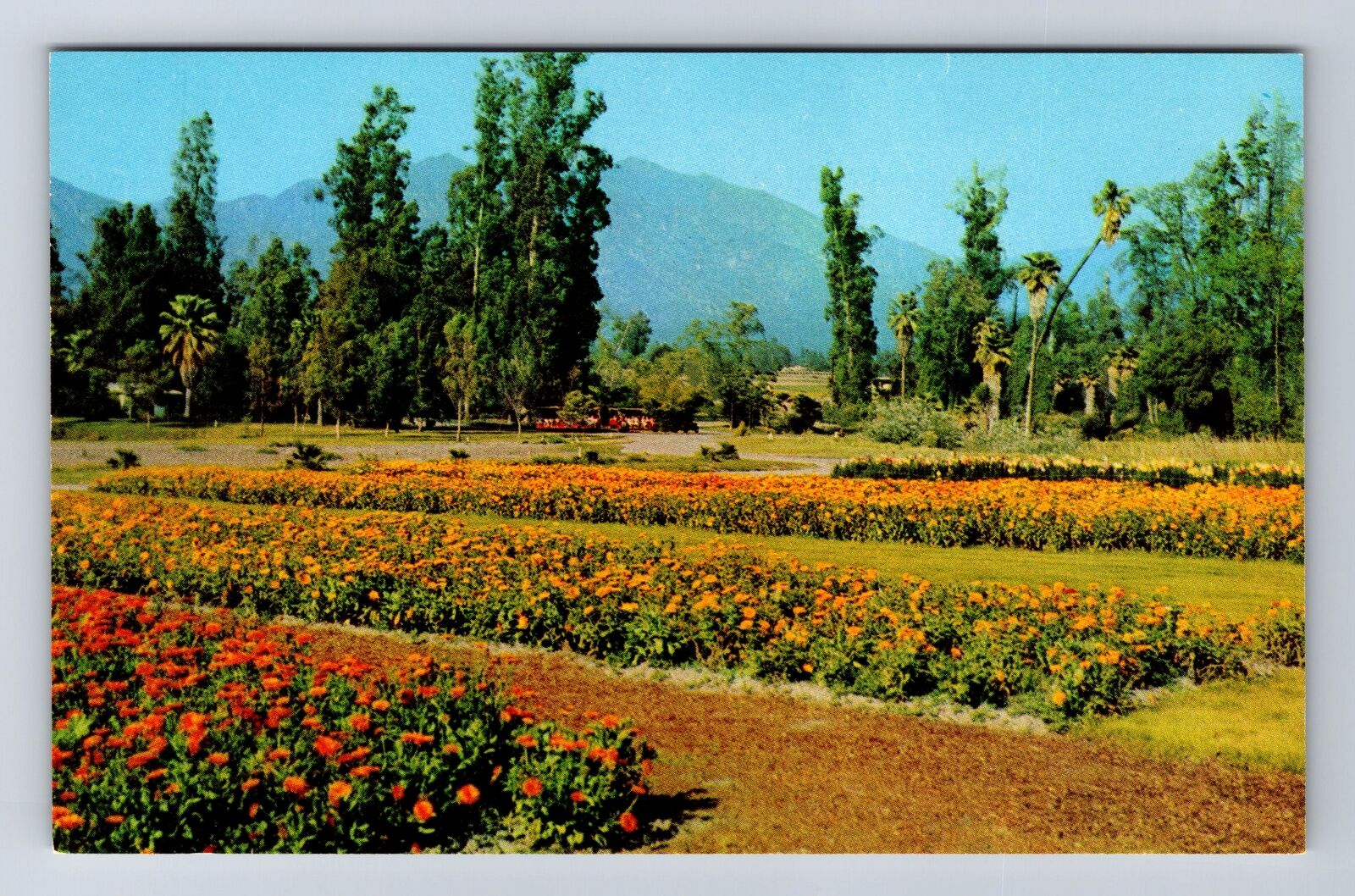 Arcadia CA-California, Lucky Baldwin Rancho Santa Anita, Vintage Postcard