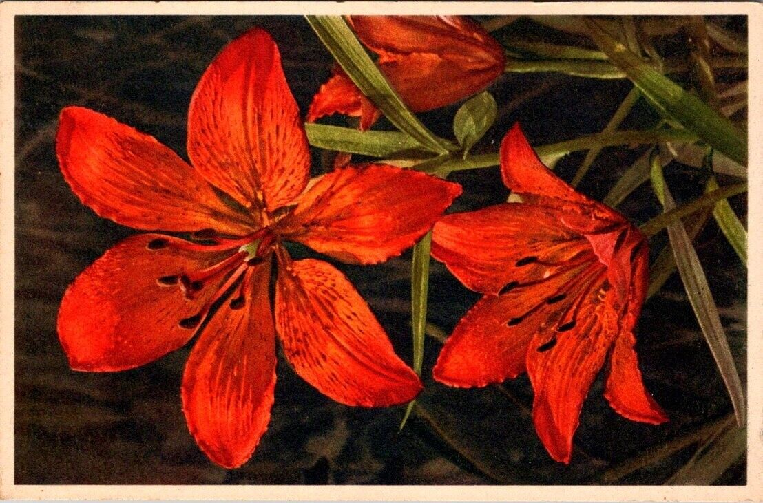 Postcard Lily Easter - 2818 Lilium Bulbiferum