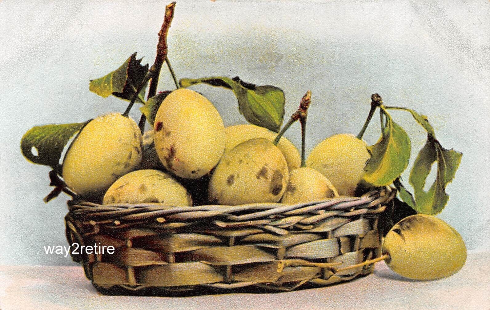 Postcard OCP Basket of Plums c1910
