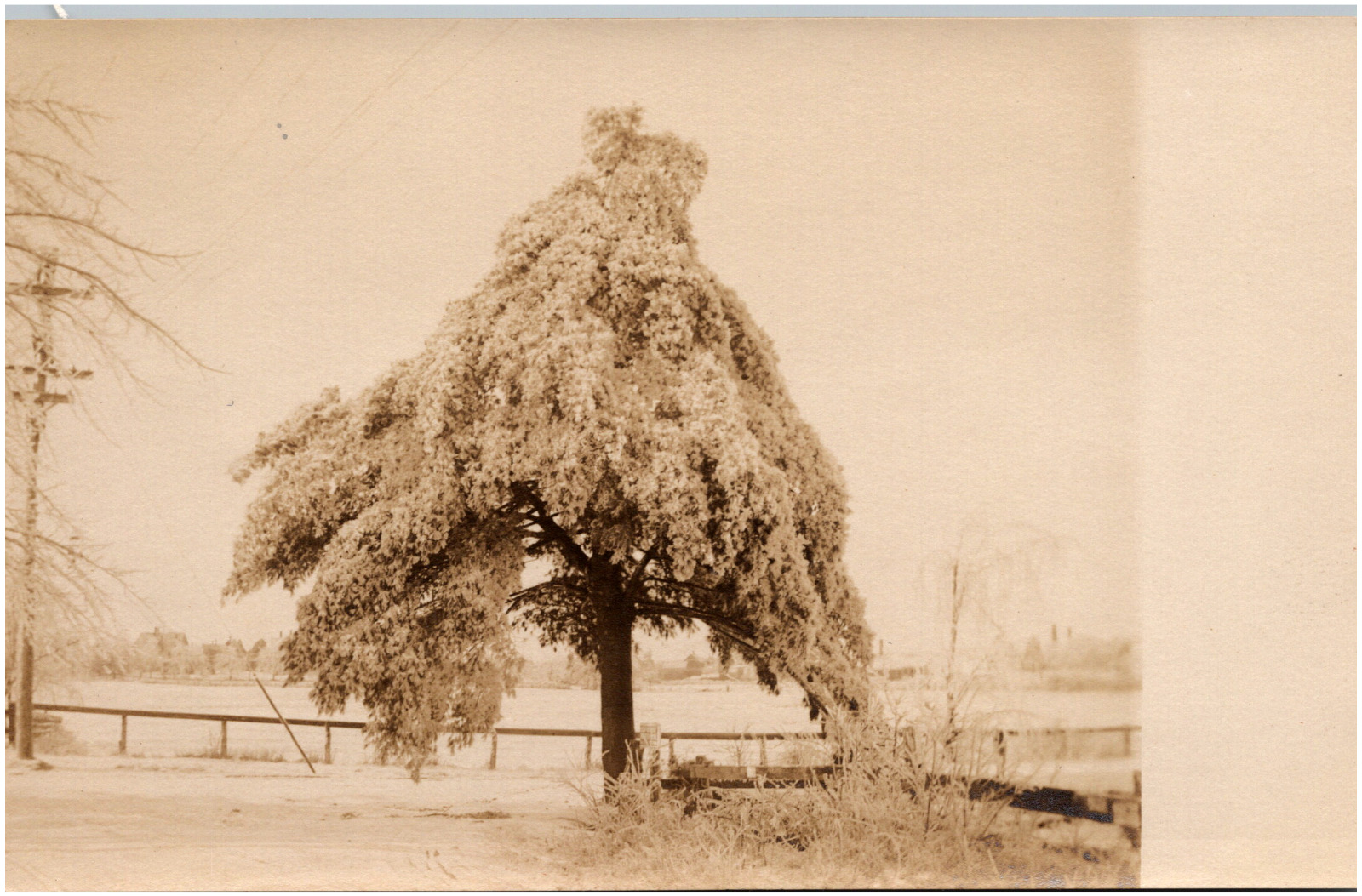 Frosty Weeping Tree by the Water in Unknown Location 1900s RPPC Postcard Photo