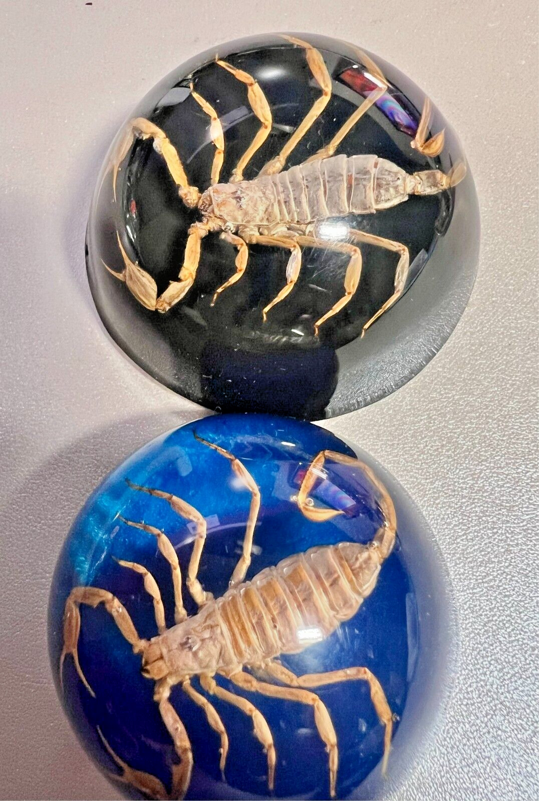 TWO VINTAGE REAL SCORPION Authentic Scorpion .