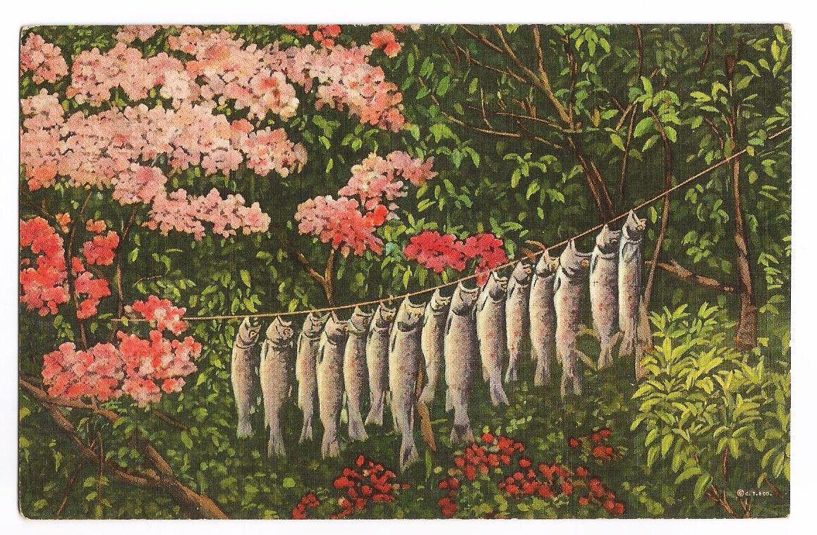 Fishing Postcard Rainbow Trout Catch