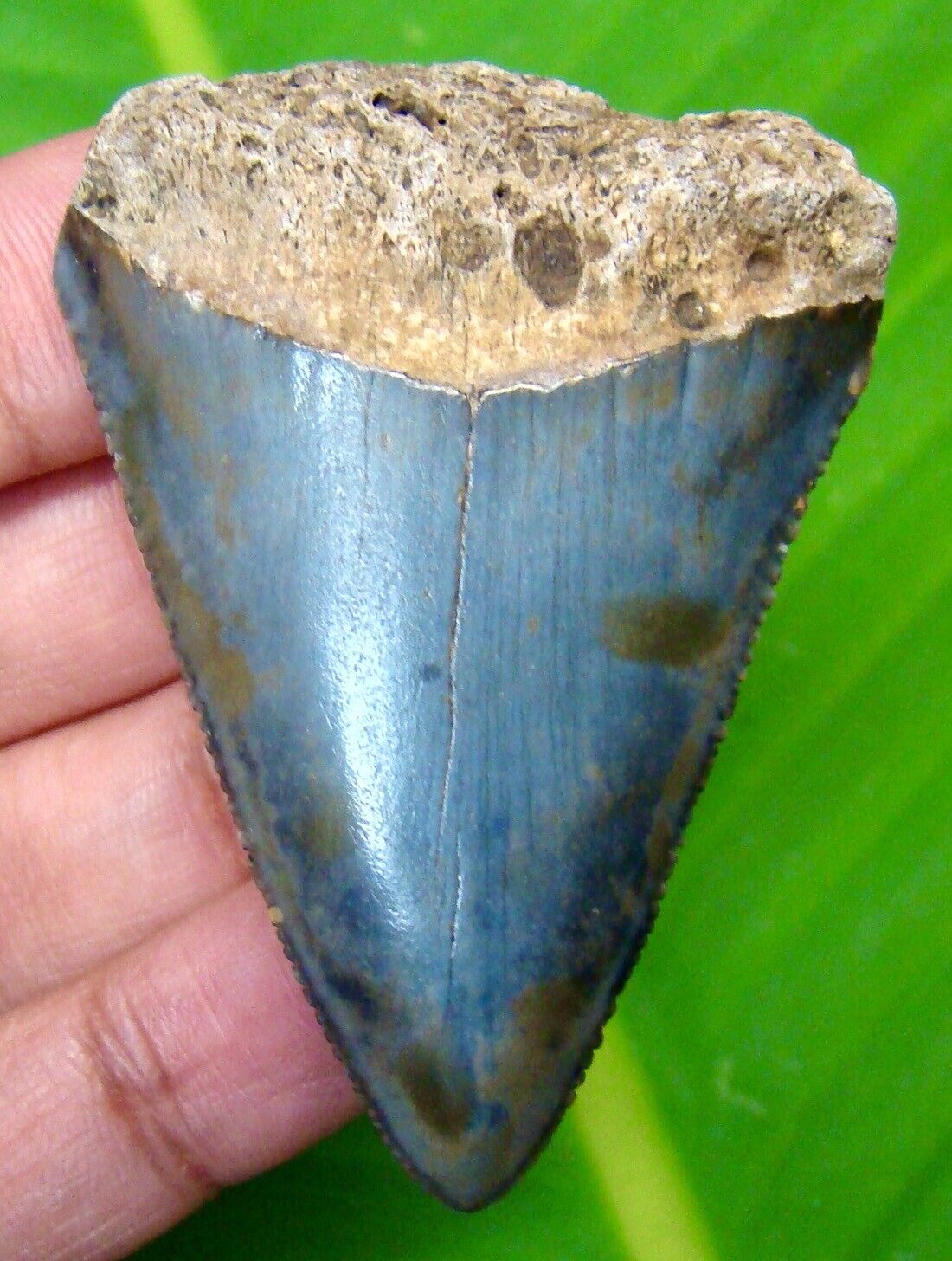 GREAT WHITE SHARK TOOTH - 2.07\