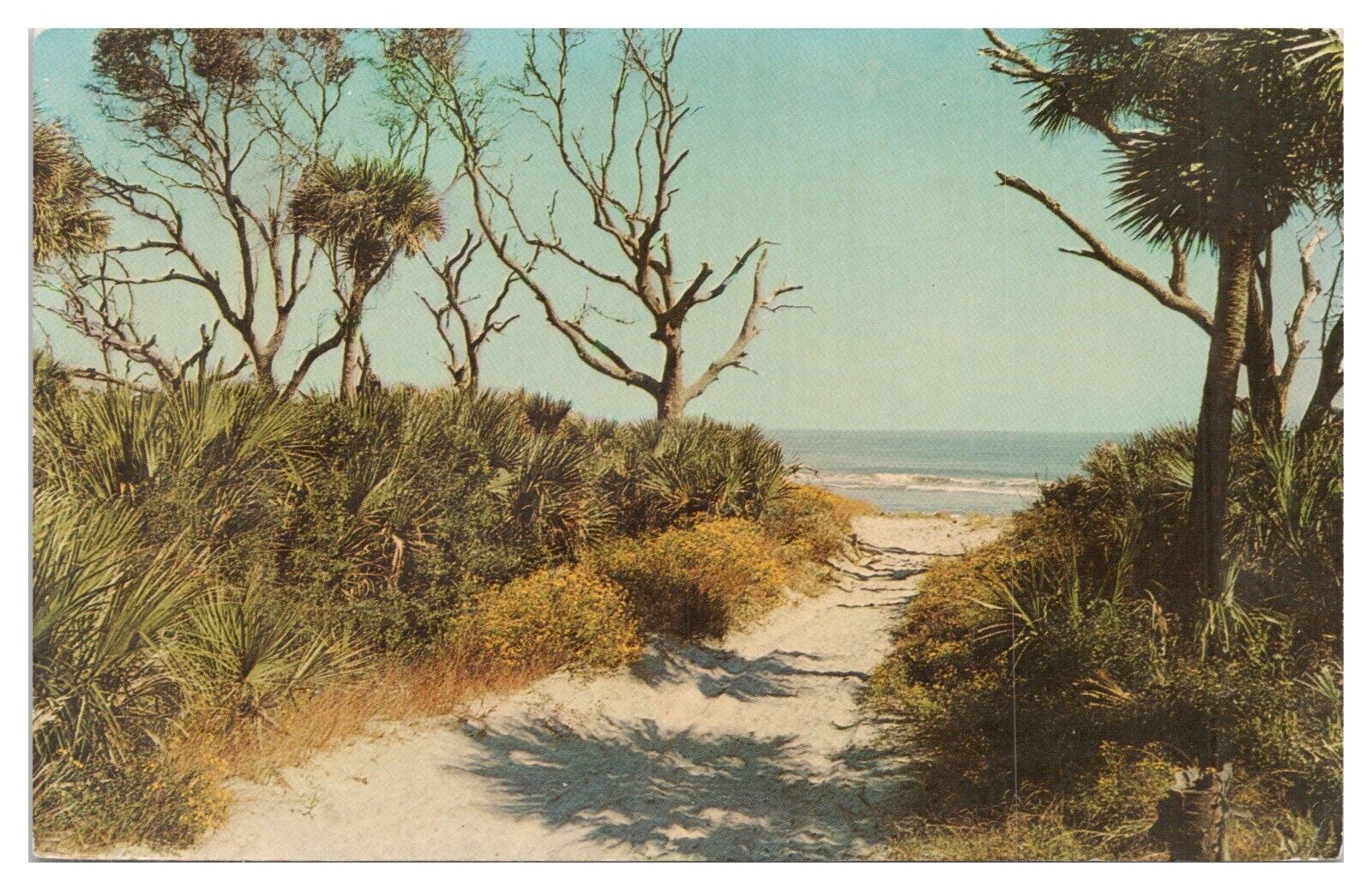 Vintage Coastal Scene Beaufort County SC Postcard Unposted Chrome