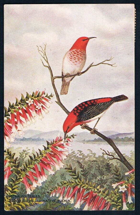 1907 • J.M. Cantle (Australian artist) signed Postcard • Blood Birds
