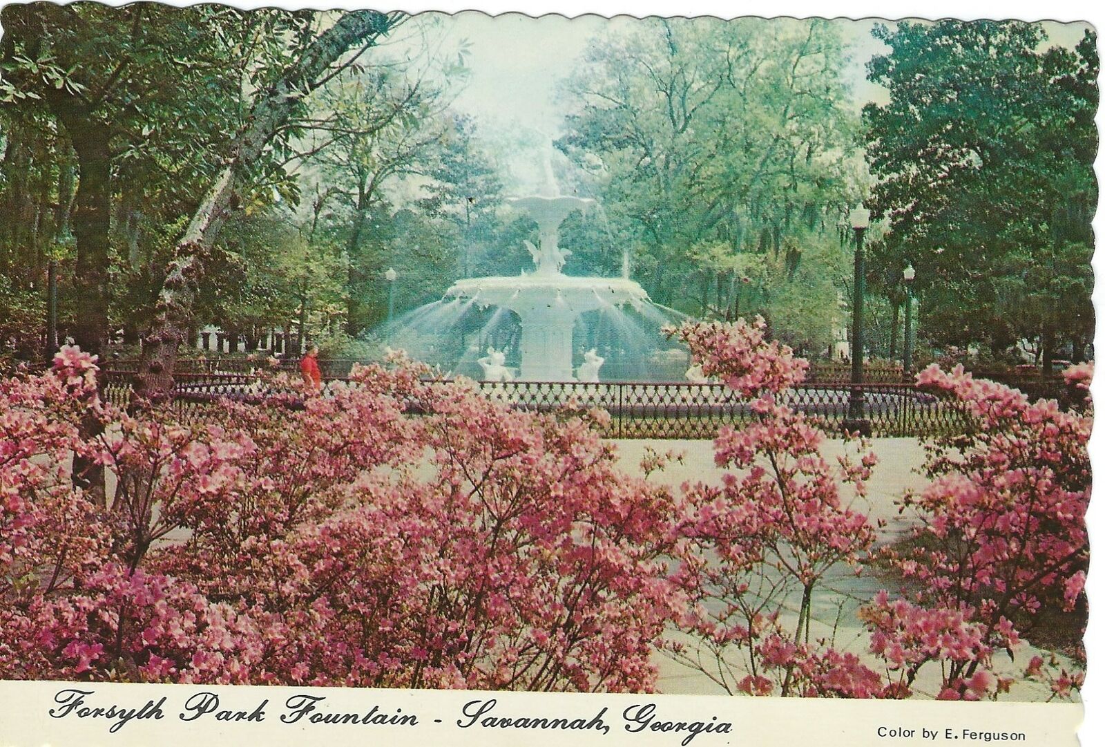 Savannah GA, Chrome Postcard, Forsyth Park Fountain
