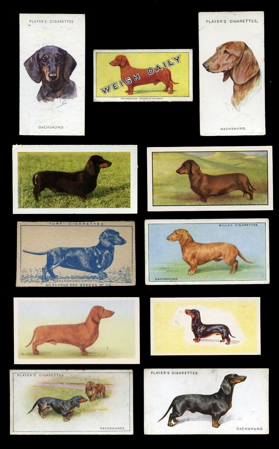 DACHSHUND SMOOTH GERMAN DAXI SAUSAGE DOG VINTAGE CIGARETTE & TRADE CARDS - x 11