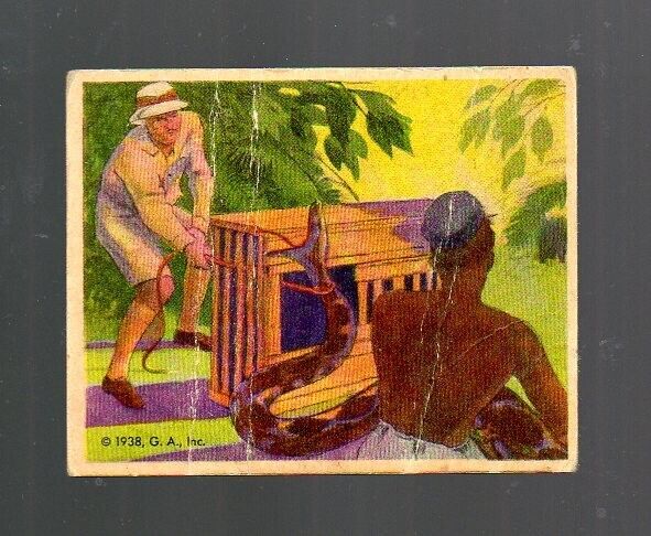 1938 Frank Buck Card # 10 - Gumakers of America