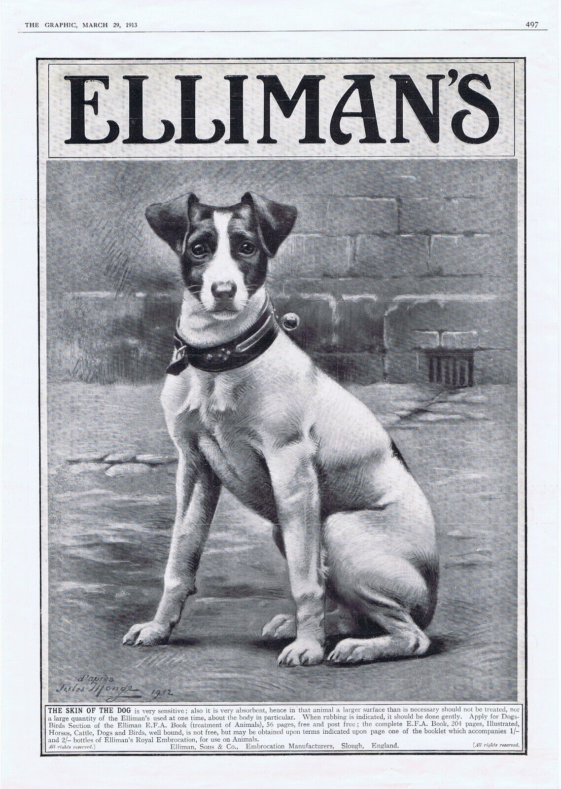 1913 Original ELLIMAN\'S DOG MEDS Large Ad - Terrier Dog Art ARTIST JULES MONGE