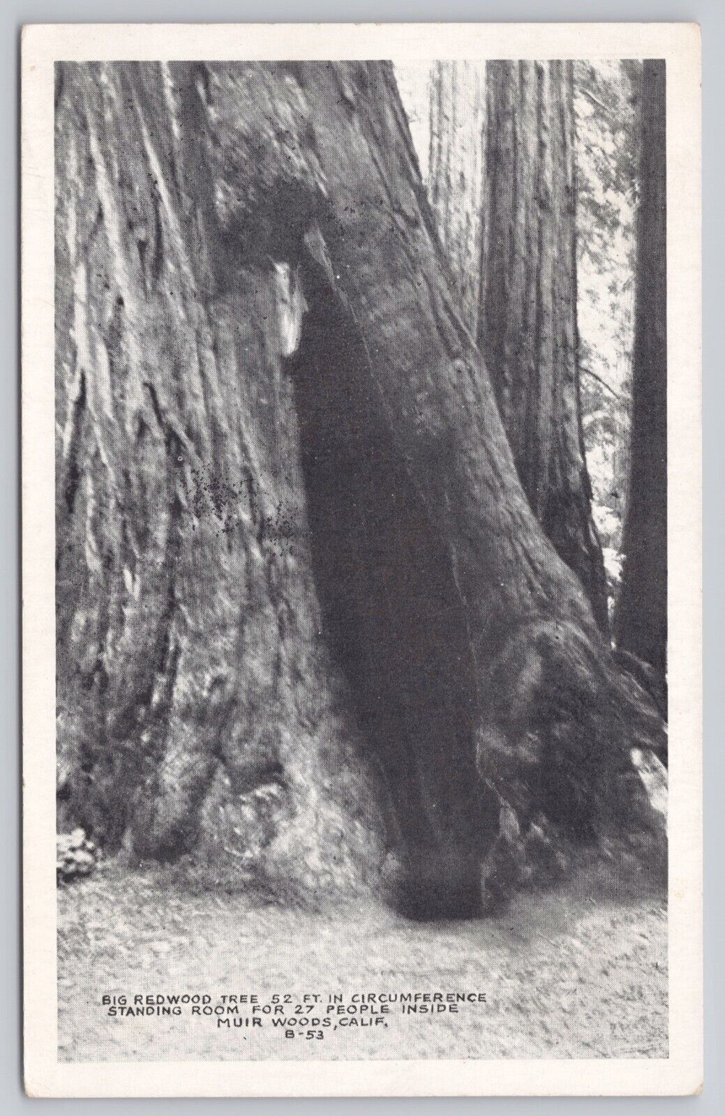 Muir Woods California, Big Redwood Tree Huge Gap, Vintage Postcard