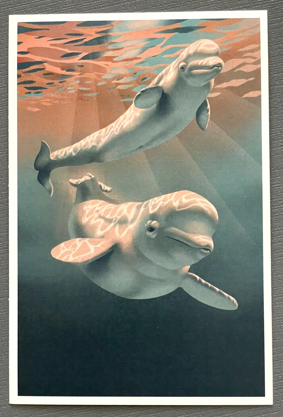Lithograph - Beluga - Whale - Lantern Press Postcard