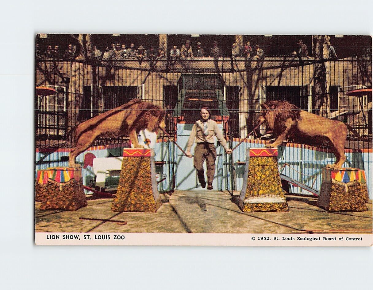 Postcard Lion Show St. Louis Zoo St. Louis Missouri USA