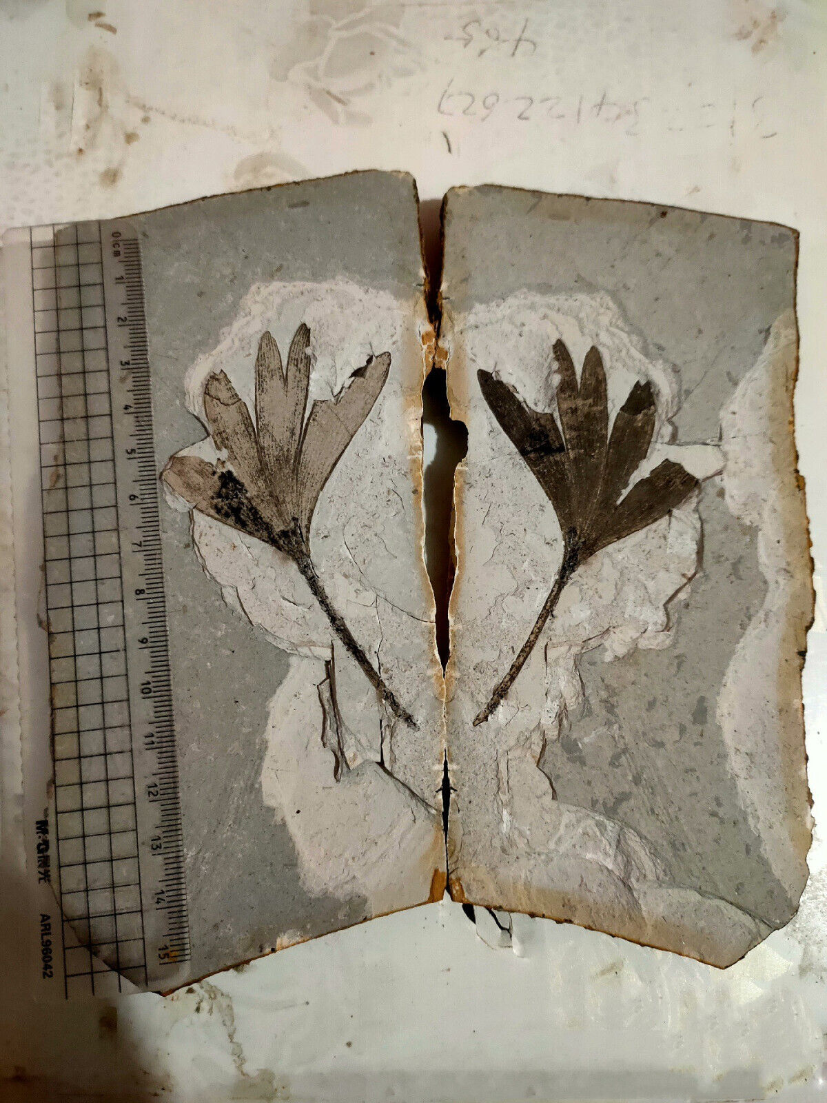 A pair of exquisite Jurassic Daohugou Ginkgo leaf plant fossils