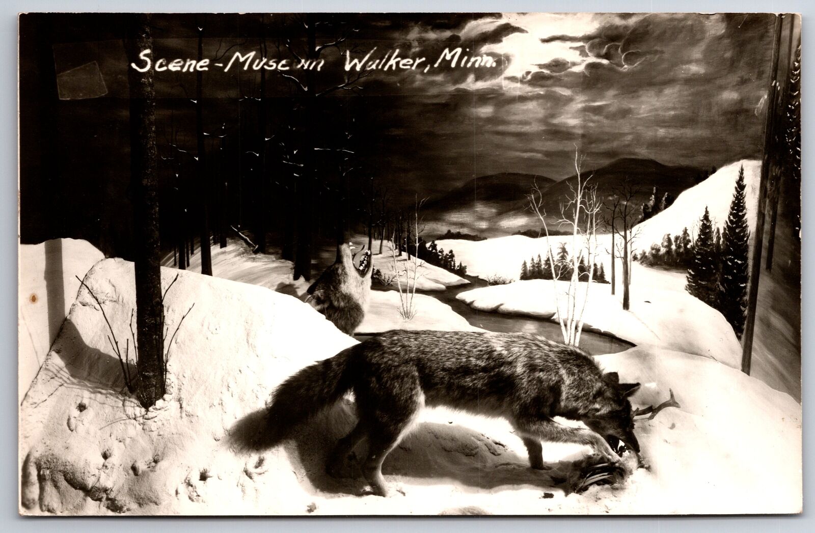 Walker Minnesota~Museum Interior~Wolf Eats Carcass in Winter @ Night~1950s RPPC